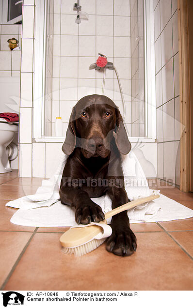 Deutsch Kurzhaar im Badezimmer / German shorthaired Pointer in bathroom / AP-10848