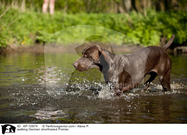 laufender Deutsch Kurzhaar / walking German shorthaired Pointer / AP-10874