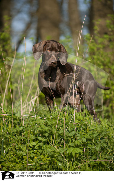 Deutsch Kurzhaar / German shorthaired Pointer / AP-10894