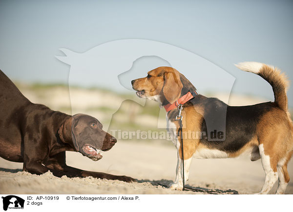 2 Hunde / 2 dogs / AP-10919