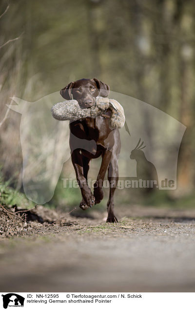 apportierender Deutsch Kurzhaar / retrieving German shorthaired Pointer / NN-12595