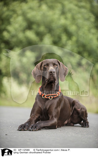 liegender Deutsch Kurzhaar / lying German shorthaired Pointer / AP-12586