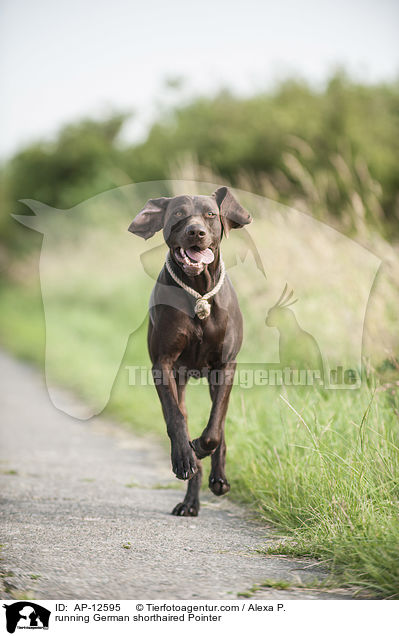 rennender Deutsch Kurzhaar / running German shorthaired Pointer / AP-12595