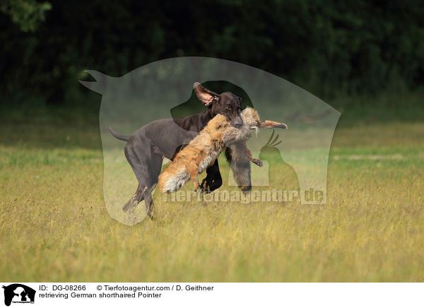 apportierender Deutsch Kurzhaar / retrieving German shorthaired Pointer / DG-08266