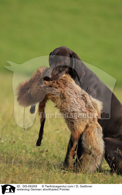 apportierender Deutsch Kurzhaar / retrieving German shorthaired Pointer / DG-08269