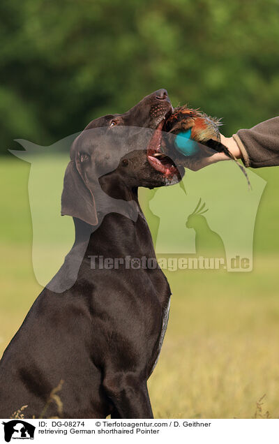 apportierender Deutsch Kurzhaar / retrieving German shorthaired Pointer / DG-08274