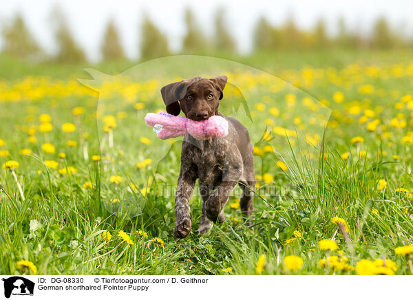 Deutsch Kurzhaar Welpe / German shorthaired Pointer Puppy / DG-08330