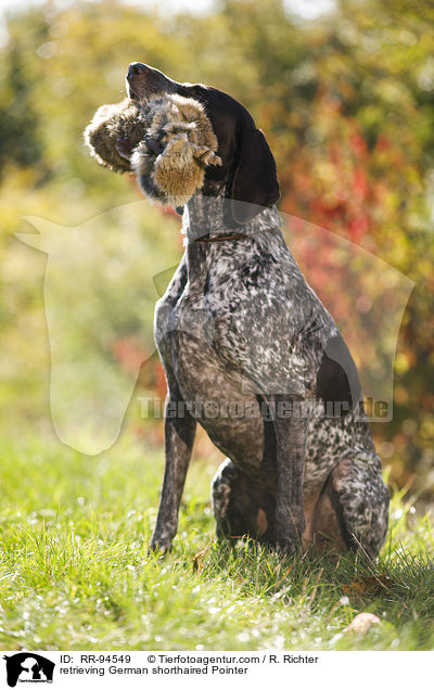 apportierender Deutsch Kurzhaar / retrieving German shorthaired Pointer / RR-94549