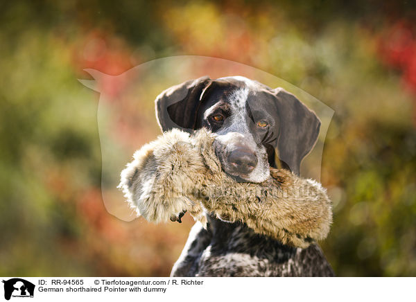 Deutsch Kurzhaar mit Dummy / German shorthaired Pointer with dummy / RR-94565