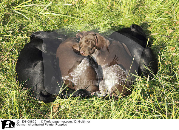 Deutsch Kurzhaar Welpen / German shorthaired Pointer Puppies / DG-08855