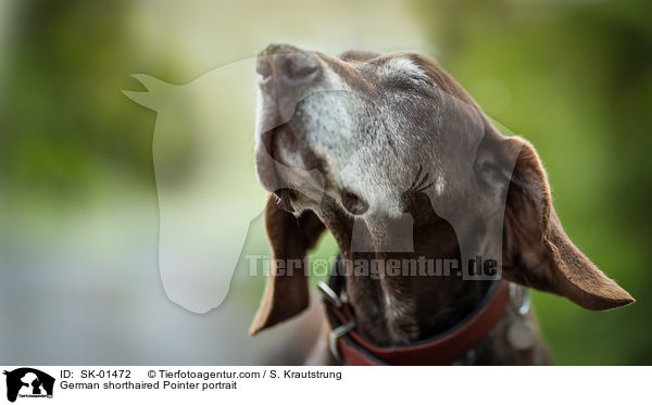 Deutsch Kurzhaar Portrait / German shorthaired Pointer portrait / SK-01472