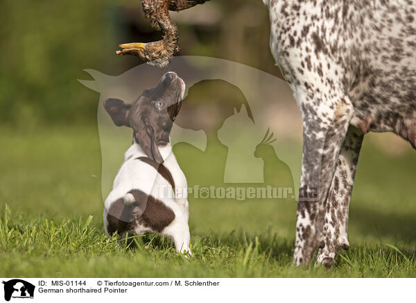 Deutsch Kurzhaar / German shorthaired Pointer / MIS-01144