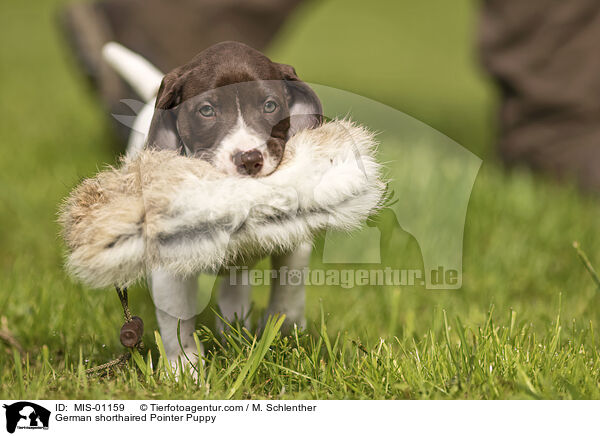 Deutsch Kurzhaar Welpe / German shorthaired Pointer Puppy / MIS-01159