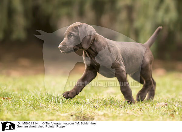 Deutsch Kurzhaar Welpe / German shorthaired Pointer Puppy / MIS-01314