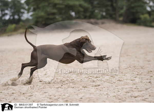 Deutsch Kurzhaar / German shorthaired Pointer / MAS-01397