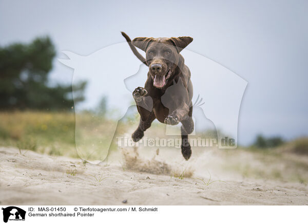 Deutsch Kurzhaar / German shorthaired Pointer / MAS-01450