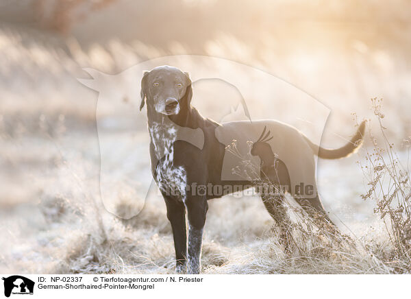 alter Deutsch Kurzhaar Rde / German-Shorthaired-Pointer-Mongrel / NP-02337