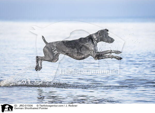 Deutsch Kurzhaar / German Shorthaired Pointer / JRO-01506