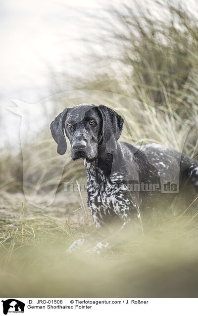 Deutsch Kurzhaar / German Shorthaired Pointer / JRO-01508