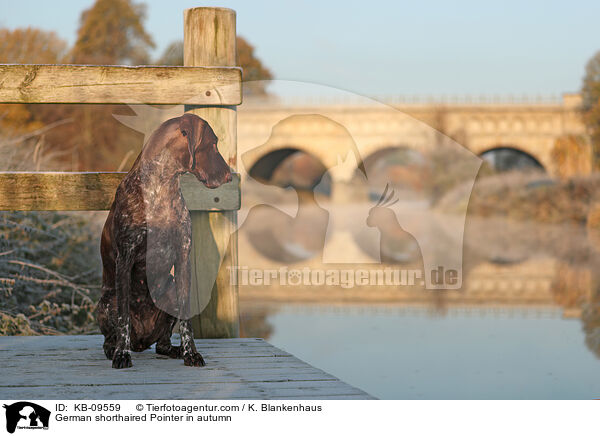 Deutsch Kurzhaar im Herbst / German shorthaired Pointer in autumn / KB-09559