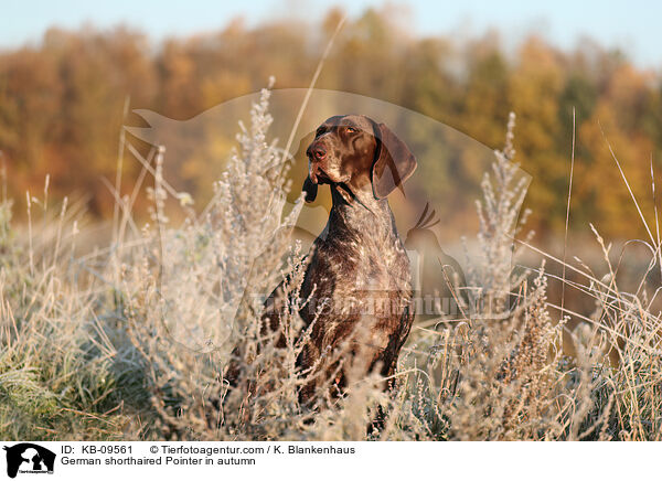 Deutsch Kurzhaar im Herbst / German shorthaired Pointer in autumn / KB-09561