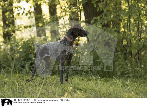 Deutsch Kurzhaar / German shorthaired Pointer / KFI-02288