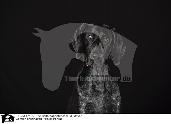 Deutsch Kurzhaar Portrait / German shorthaired Pointer Portrait / JM-17180