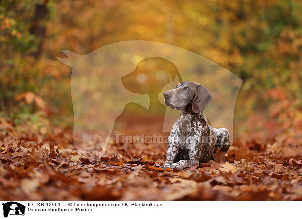 Deutsch Kurzhaar / German shorthaired Pointer / KB-12961