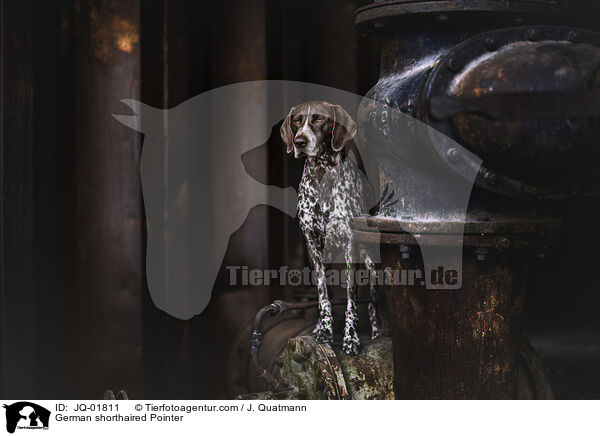 Deutsch Kurzhaar / German shorthaired Pointer / JQ-01811