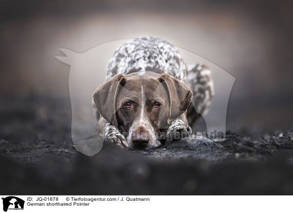 Deutsch Kurzhaar / German shorthaired Pointer / JQ-01878