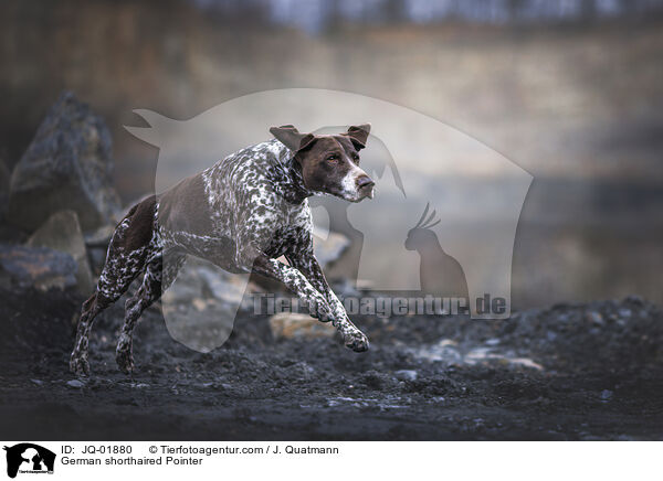 Deutsch Kurzhaar / German shorthaired Pointer / JQ-01880