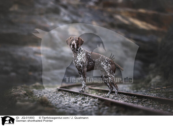 Deutsch Kurzhaar / German shorthaired Pointer / JQ-01893