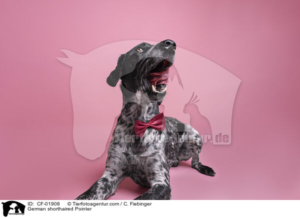 Deutsch Kurzhaar / German shorthaired Pointer / CF-01908