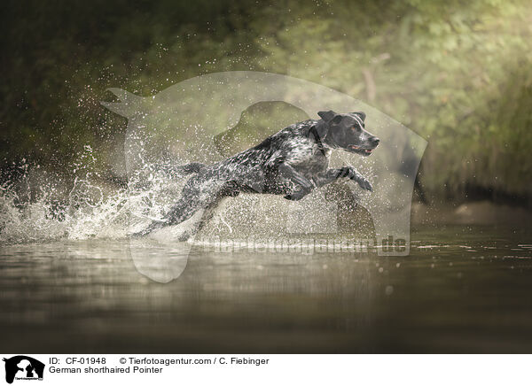 Deutsch Kurzhaar / German shorthaired Pointer / CF-01948