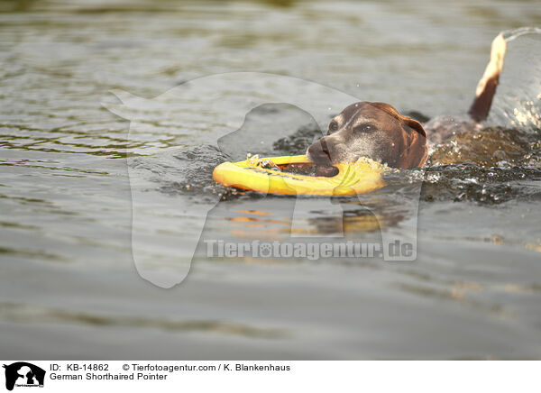 Deutsch Kurzhaar / German Shorthaired Pointer / KB-14862