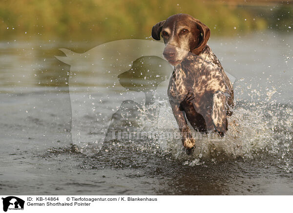 Deutsch Kurzhaar / German Shorthaired Pointer / KB-14864