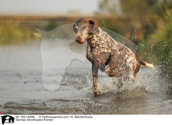 Deutsch Kurzhaar / German Shorthaired Pointer / KB-14866