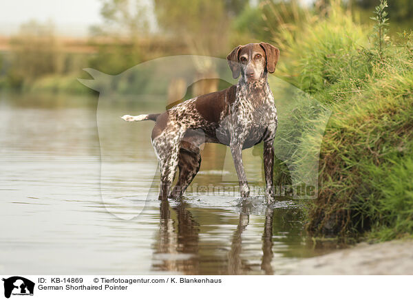 Deutsch Kurzhaar / German Shorthaired Pointer / KB-14869