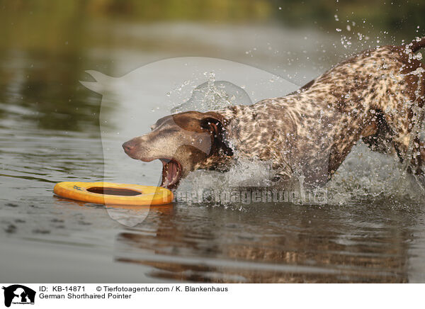 Deutsch Kurzhaar / German Shorthaired Pointer / KB-14871