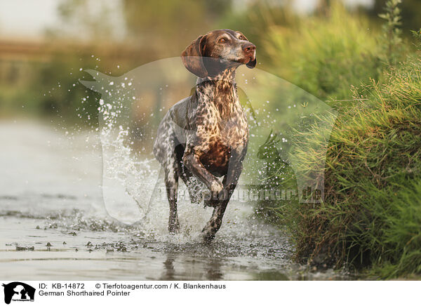 Deutsch Kurzhaar / German Shorthaired Pointer / KB-14872