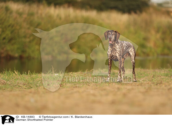 Deutsch Kurzhaar / German Shorthaired Pointer / KB-14883