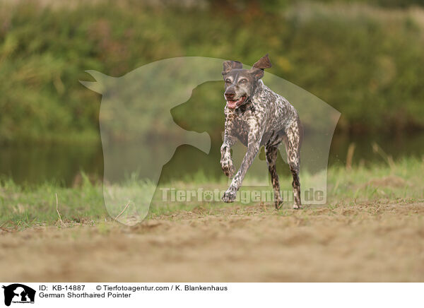 Deutsch Kurzhaar / German Shorthaired Pointer / KB-14887