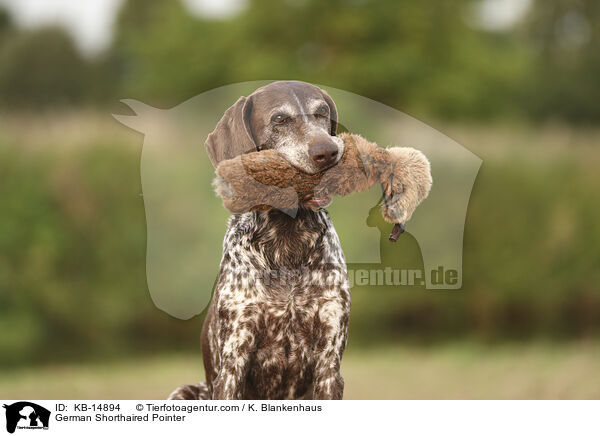 Deutsch Kurzhaar / German Shorthaired Pointer / KB-14894