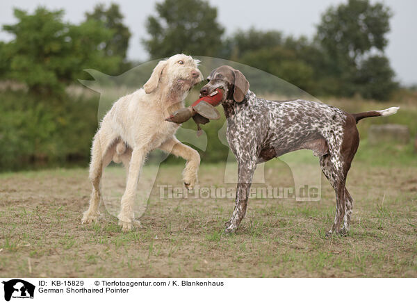 Deutsch Kurzhaar / German Shorthaired Pointer / KB-15829