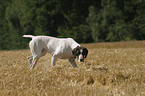 German Shorthaired Pointer