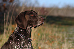 german shorthaired Pointer