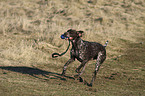 playing German Shorthaired Pointer