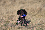 German Shorthaired Pointer