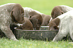 German Wirehaired Pointer