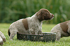 German Wirehaired Pointer